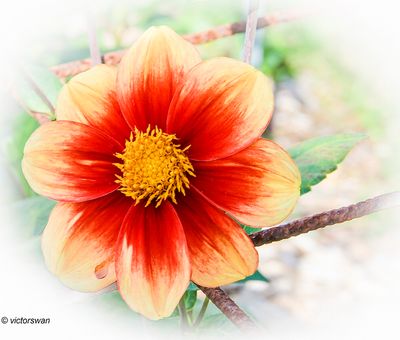Dahlia