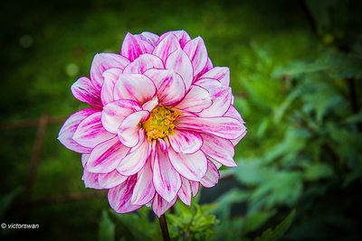 Dahlia