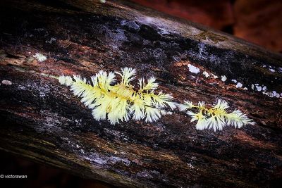 Mushrooms