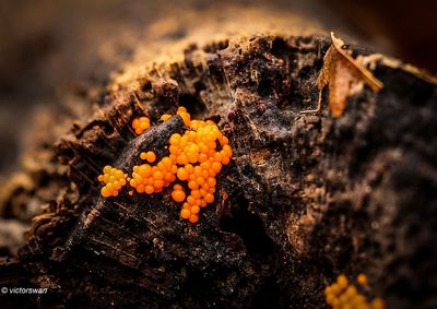 Slime molds