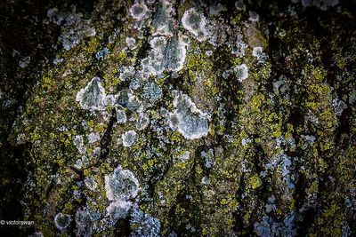lichens
