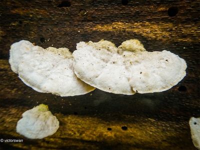 Mushrooms