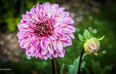 Dahlia