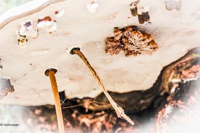 Mushrooms