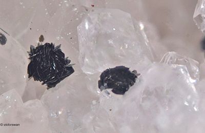 Minerals