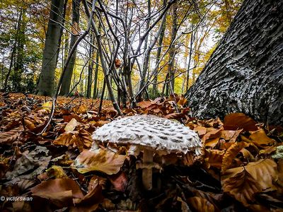 Mushrooms