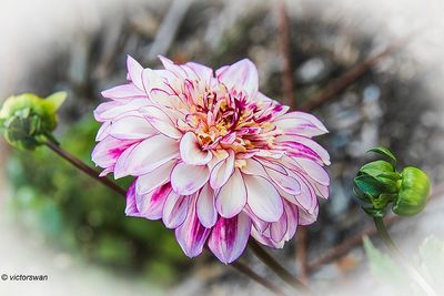 Dahlia