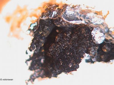 Minerals