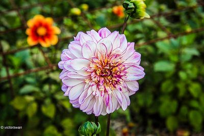 Dahlia