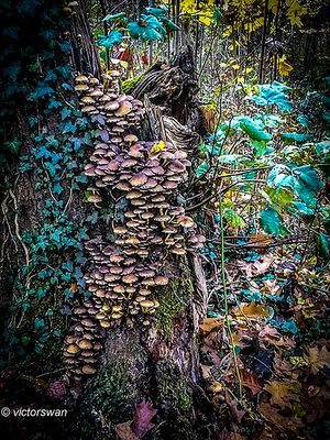 Mushrooms