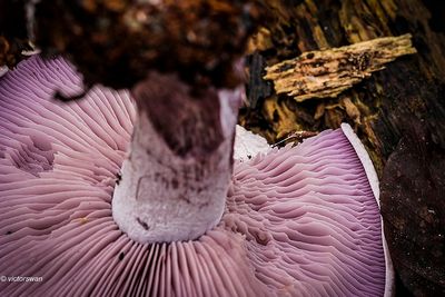 Mushrooms