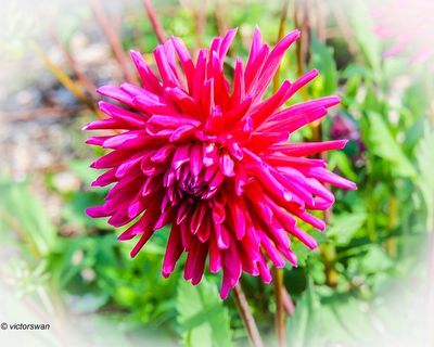 Dahlia
