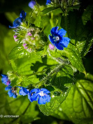 Plants