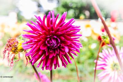 Dahlia