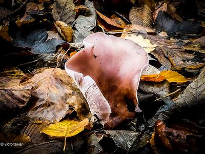 Mushrooms