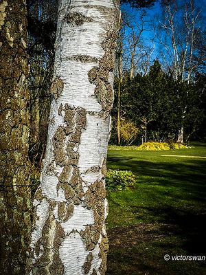 Arboretum kalmthout