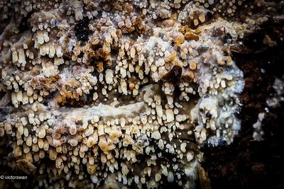 Mushrooms