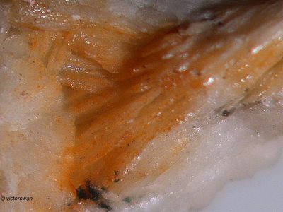 Minerals