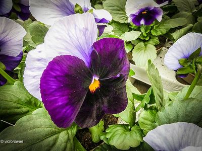 Flowers