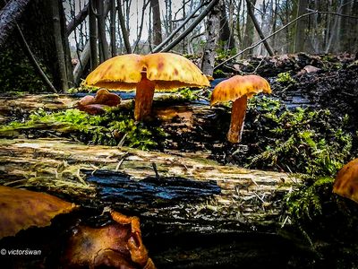 Mushrooms