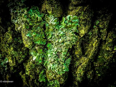 lichens