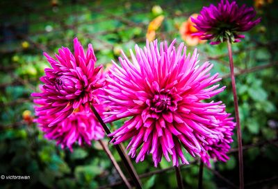 Dahlia