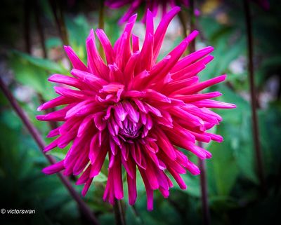 Dahlia