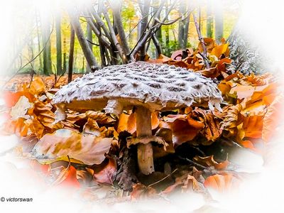 Mushrooms