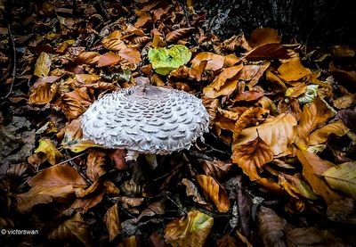 Mushrooms