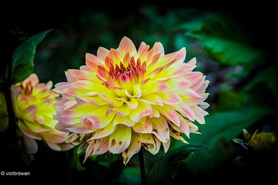 Dahlia-Patosi .JPG