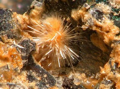 Minerals