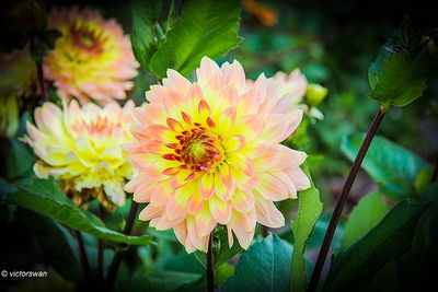 Dahlia