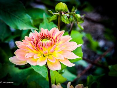 Dahlia