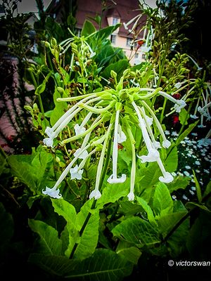 Plants