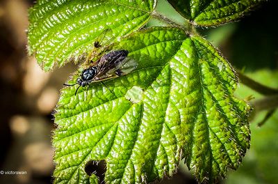 Insects
