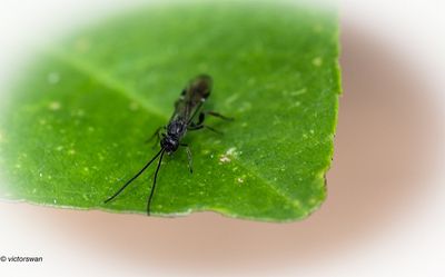 Insects