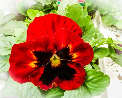 Flowers