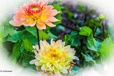 Dahlia