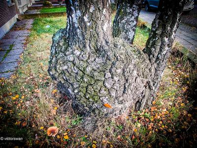 Nature impressions