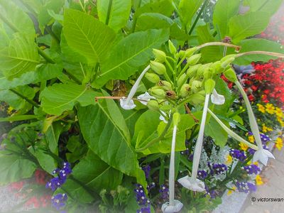 Plants
