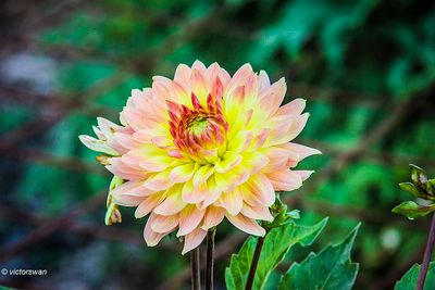 Dahlia