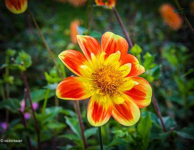 Dahlia