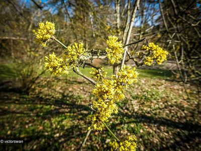 Arboretum kalmthout