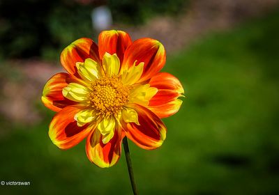 Dahlia-Pooh.JPG