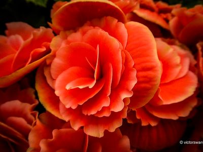 Begonia.JPG