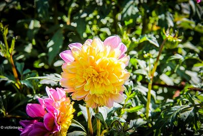 Dahlia