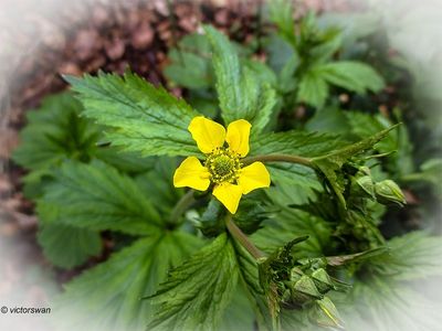 Groot nagelkruid - Geum macrophyllum .JPG