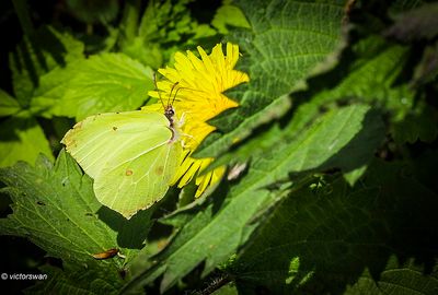 Butterflies - Caterpillars