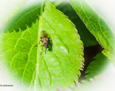 Insects