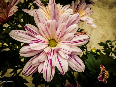 Chrysantum .JPG